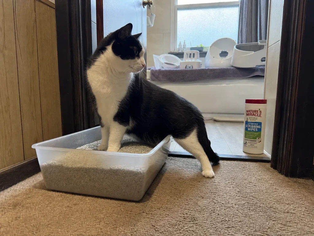 Temporary litter tray in a hallway outside a bathroom where box parts are drying on a towel