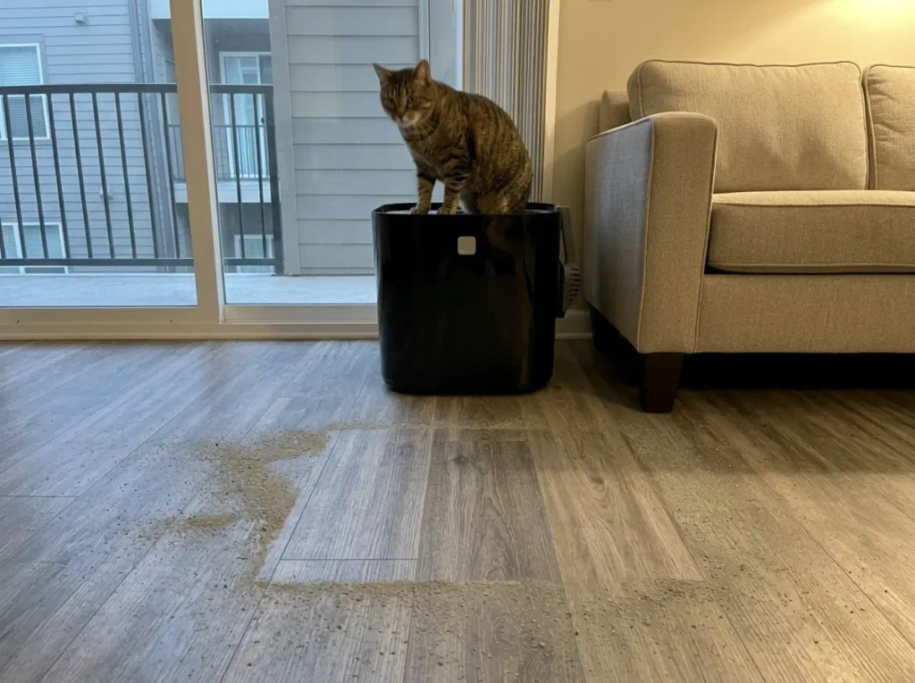 Black top-entry litter box in its new spot in a small apartment with a cat climbing out