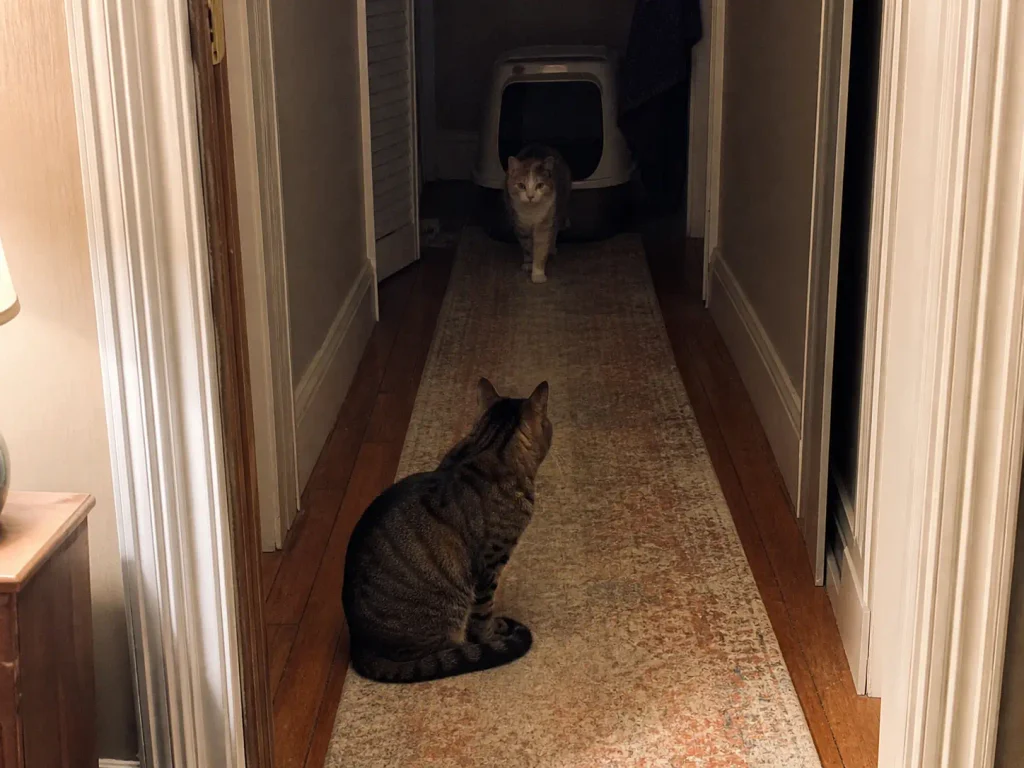 One cat waiting in a doorway while another uses a litter box further down the hall