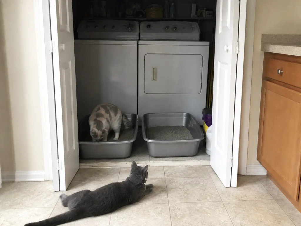 Two litter boxes side by side in an open laundry closet with two cats nearby