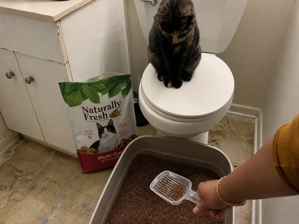 A scoop lifted from a dark walnut shell cat litter bed, the surface almost uniformly brown