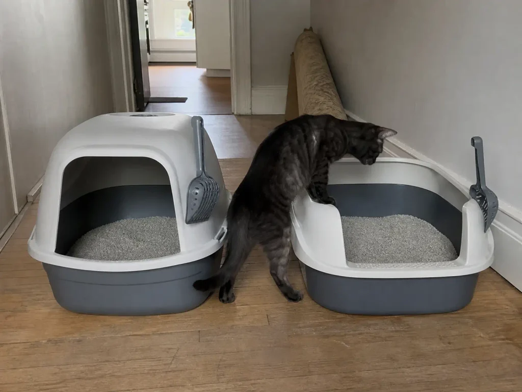 A covered and an uncovered litter box placed side by side along a hallway wall for a preference test