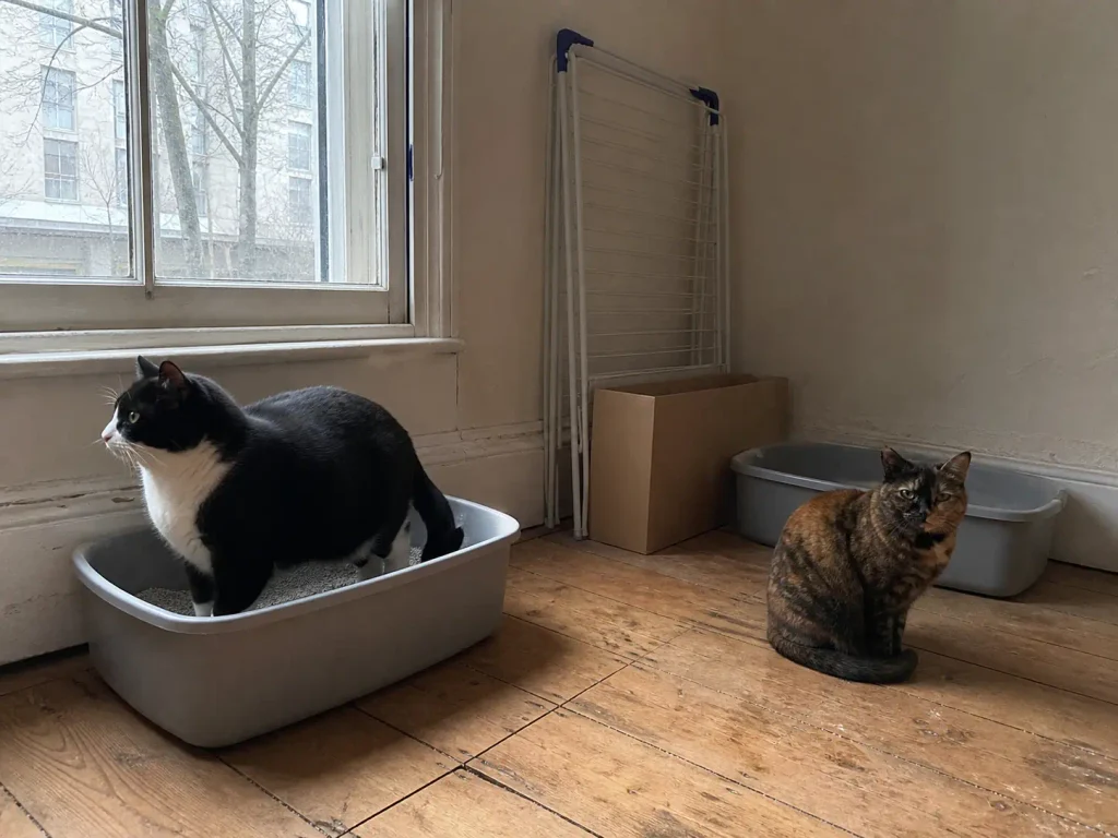 Two litter boxes in separate corners of a spare room with two cats, one at each pan