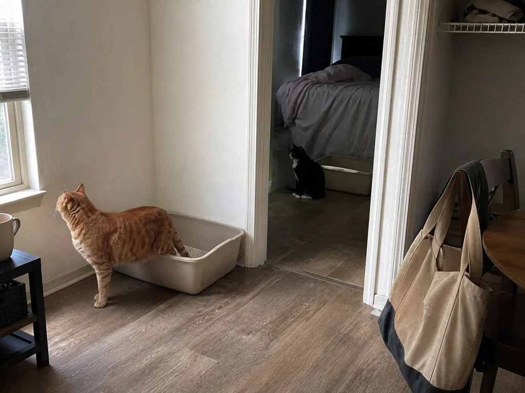 Two litter boxes placed in separate rooms of a small apartment with two cats