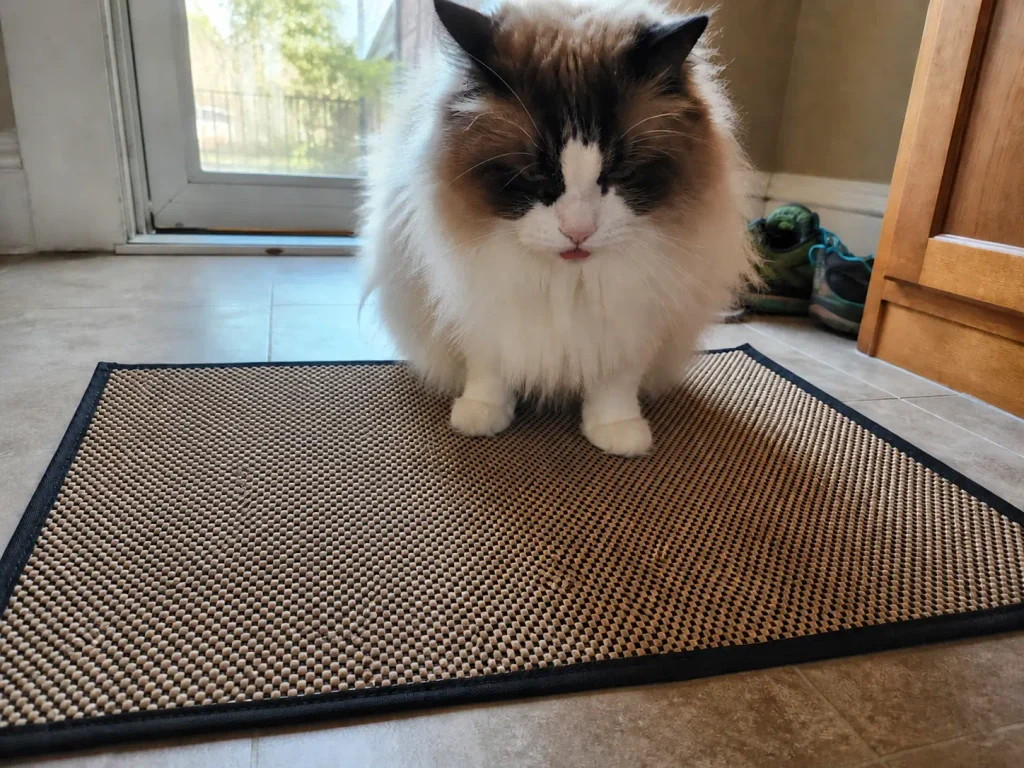 A jute litter mat in a back hallway with a cat kneading its woven surface