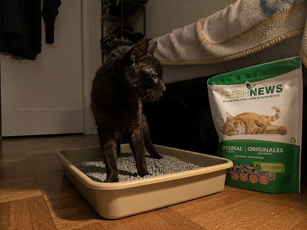 Grey paper pellet cat litter in a low-sided box on a bedroom floor beside a bed