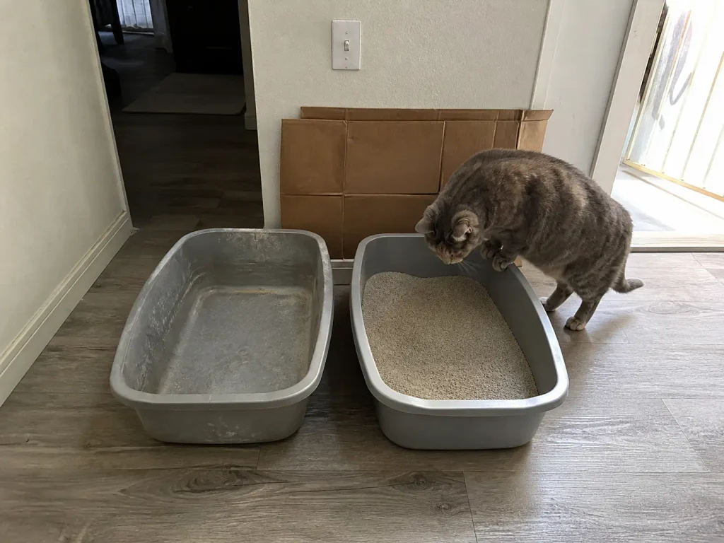 Newly replaced litter box beside the old one in a small apartment hallway
