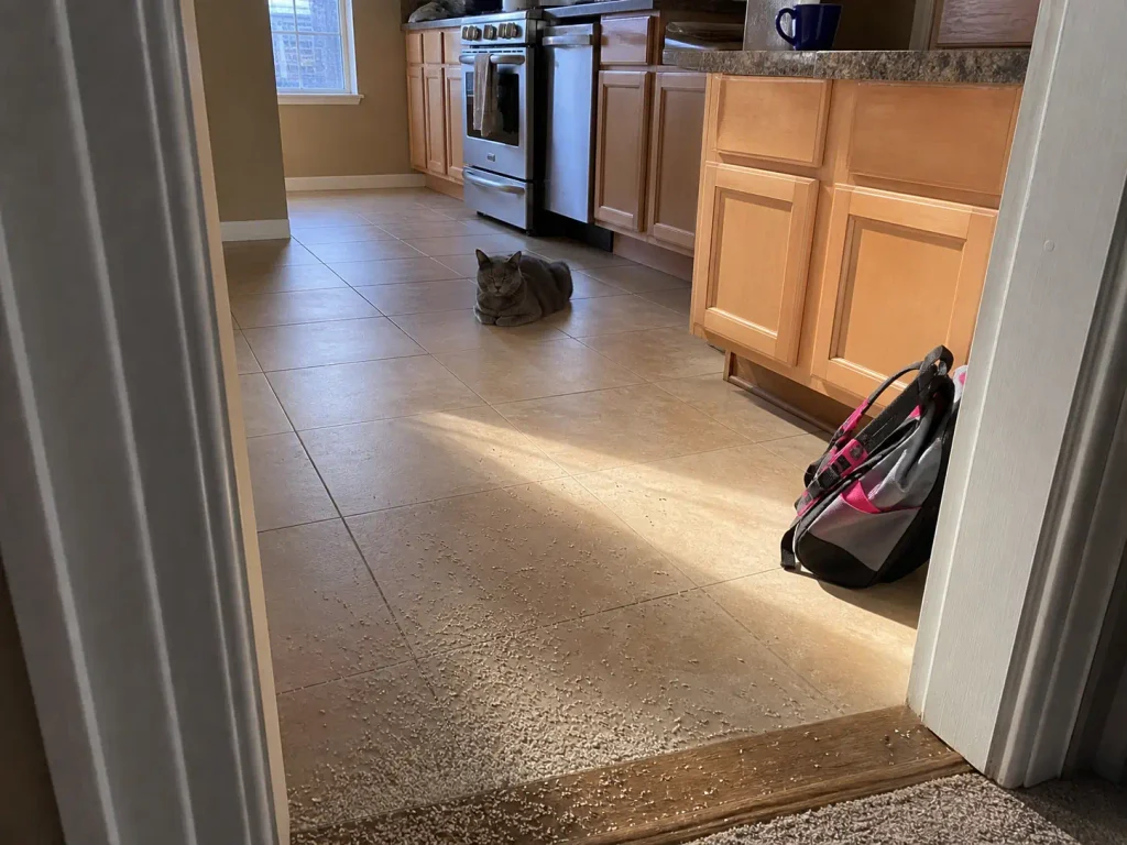 A short trail of litter granules ending a few steps past the laundry room doorway