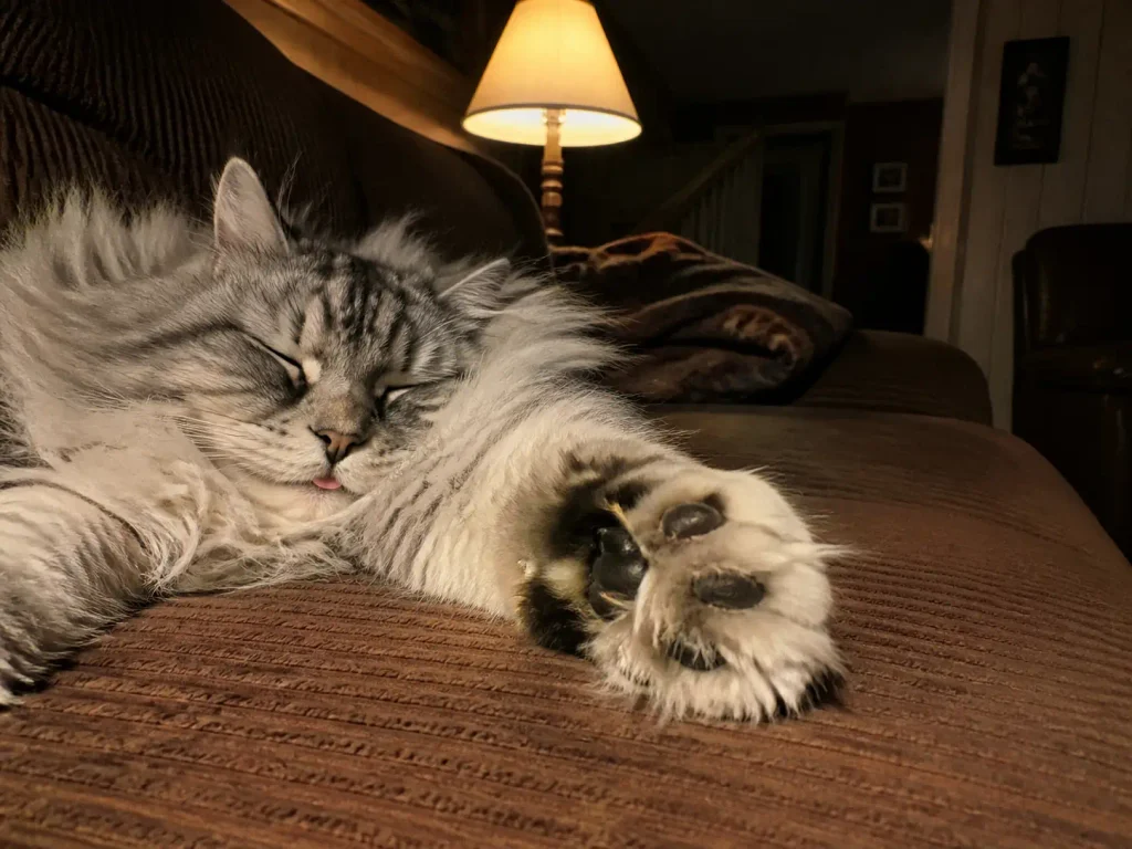 Long haired cat asleep on a sofa with tufted fur visible between the paw pads