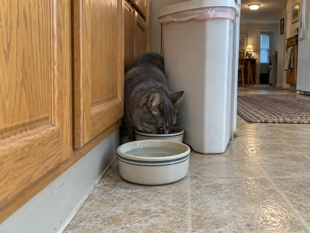 A water bowl wedged behind a trash can in a kitchen corner, hard to reach