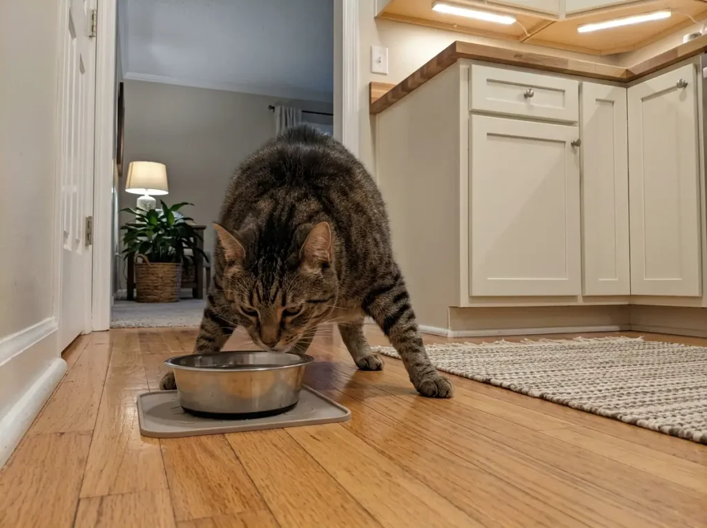 Large tabby cat crouching low to drink from a floor-level water bowl in a farmhouse kitchen