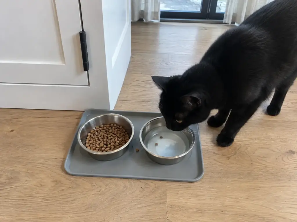 Two cat bowls sharing one plastic mat on a kitchen floor, crumbs between them, a black cat sniffing the water
