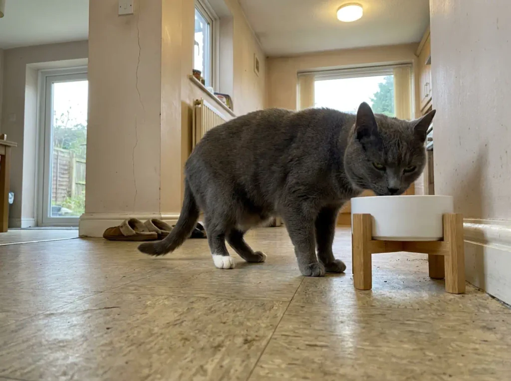 Grey shorthair cat standing over a raised bowl with her head held level