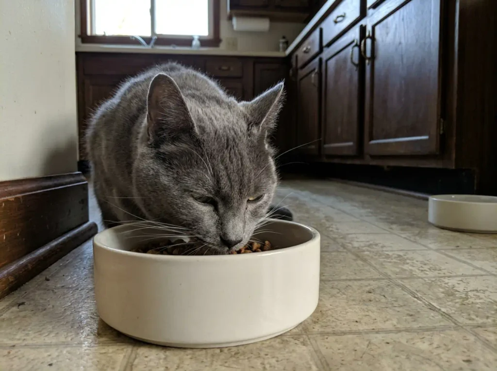 Close low view of a grey cat lowering its face into a deep bowl with whiskers folding against the rim