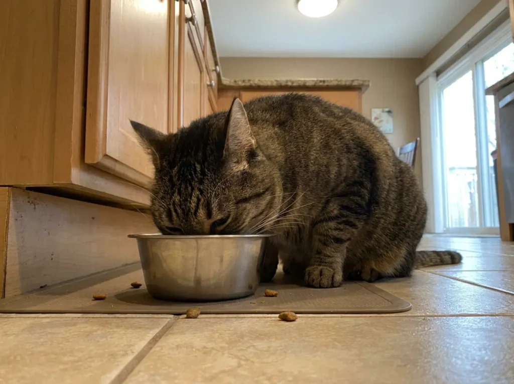 Close low view of a cat's whiskers spreading past the rim of a deep narrow food bowl
