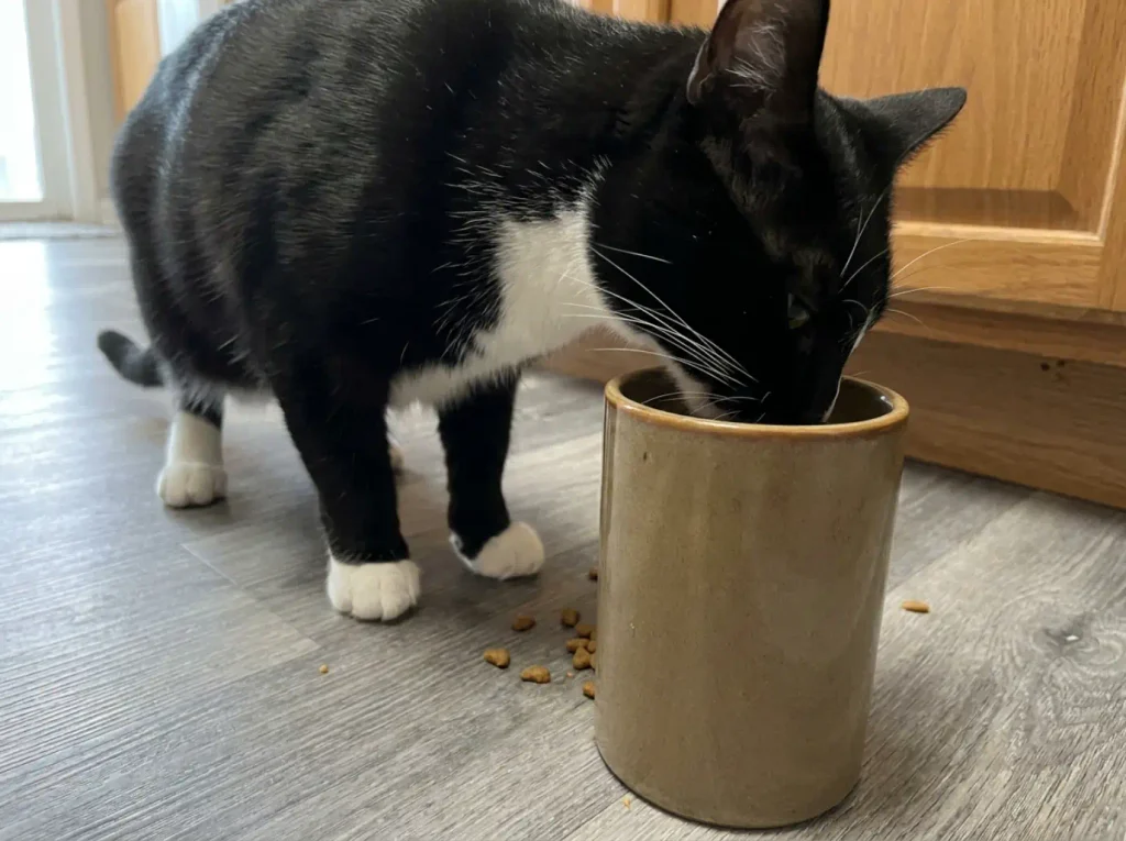 Close view of a cat's whiskers spread wider than the deep narrow bowl he is eating from