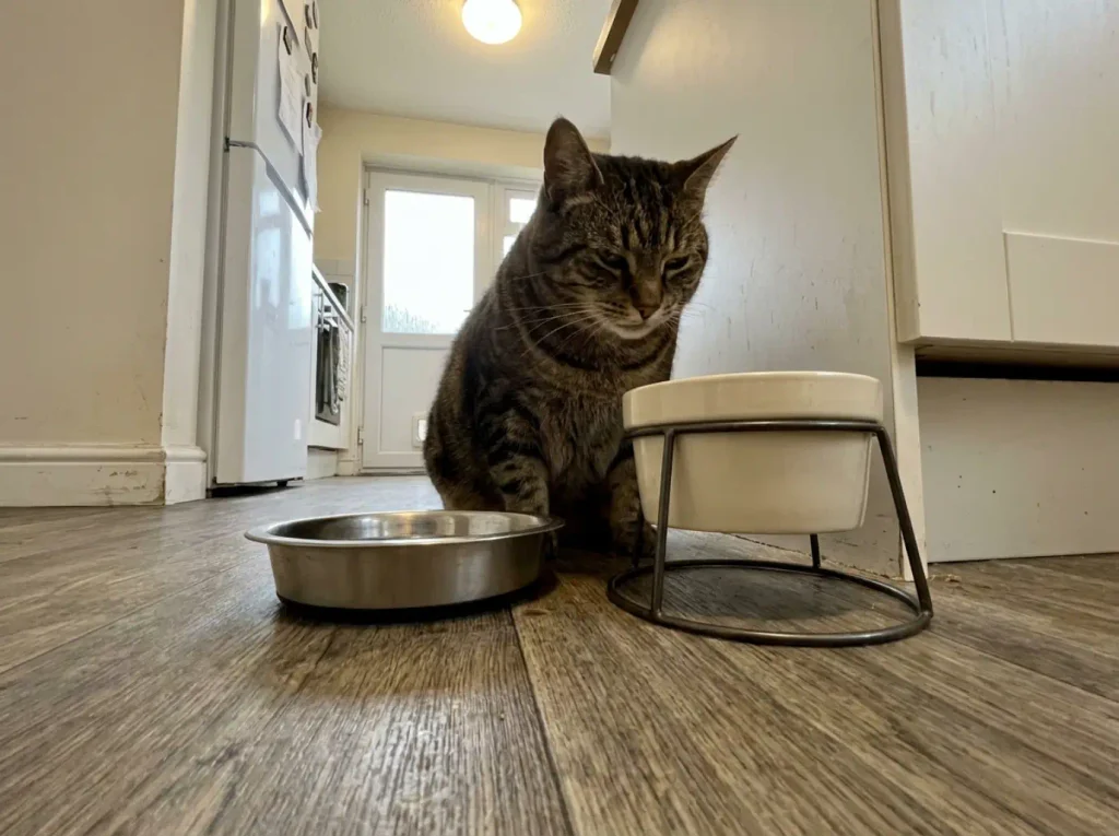 Two cat bowls side by side on a kitchen floor, one wide and flat, one tall and narrow