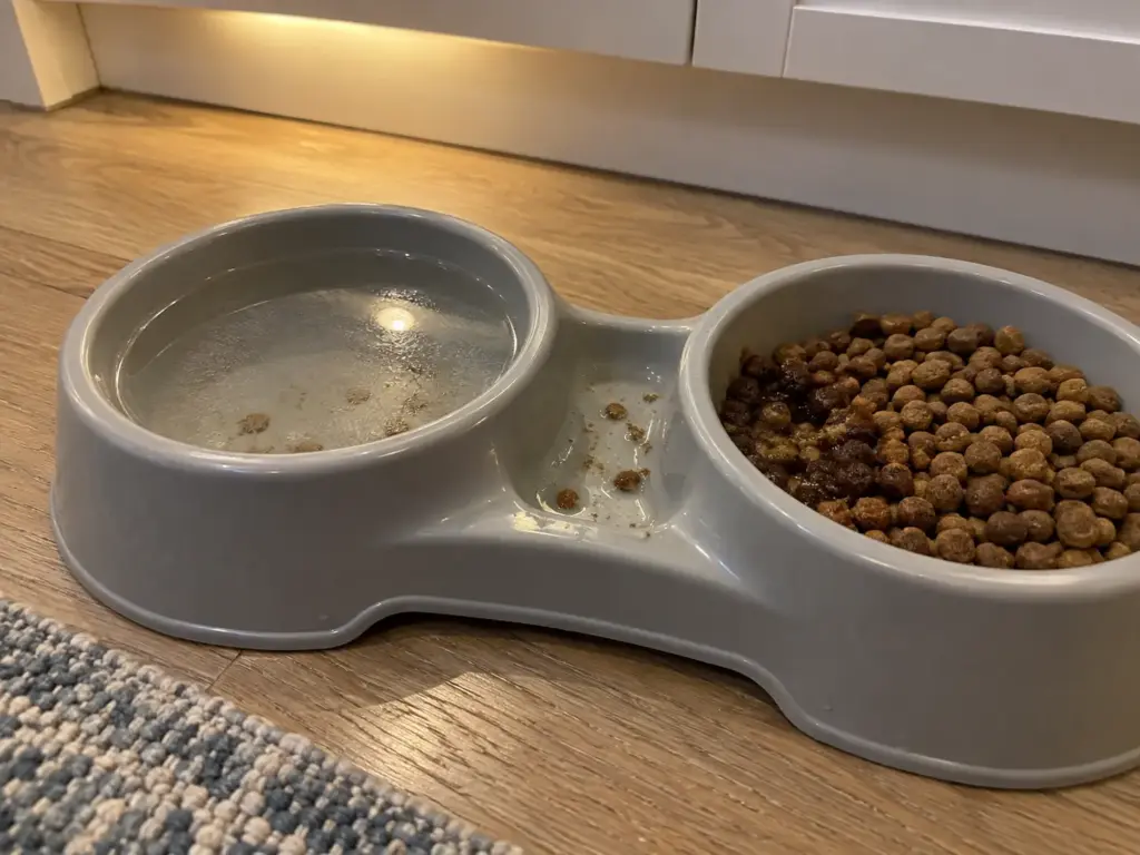 Close view of a two-bowl cat feeder with kibble dust on the water and softened kibble at the food bowl rim