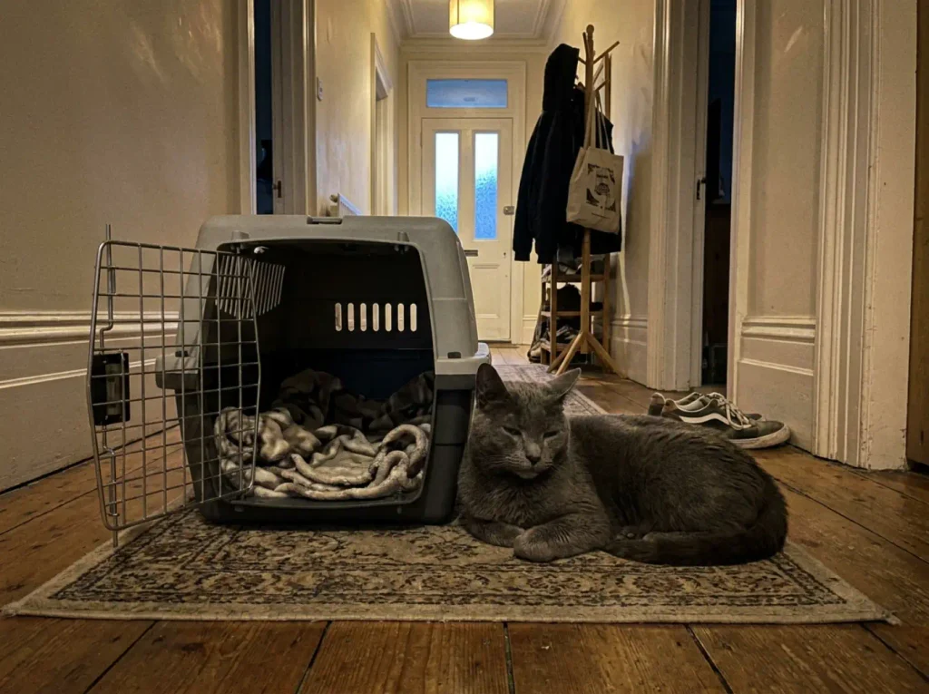 An open cat carrier on a hallway rug with a senior cat sitting calmly beside it