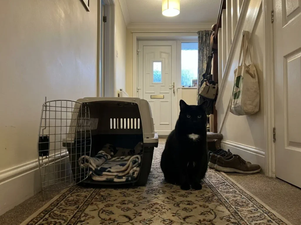 Open cat carrier on a hallway rug with a black cat sitting calmly beside it