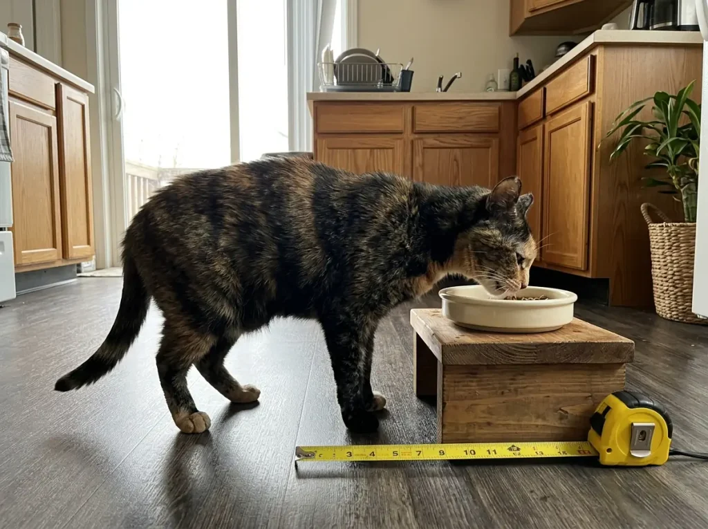 A small tortoiseshell cat eating with her front legs at a right angle at the correct bowl height