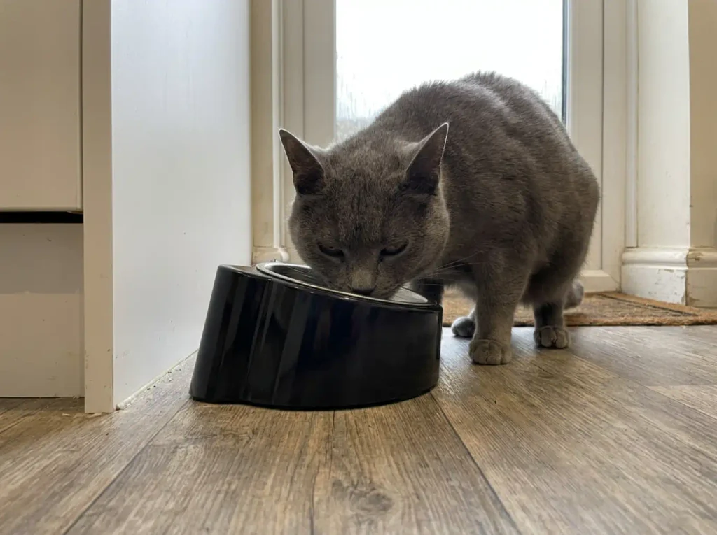 Grey cat reaching forward into a 15 degree tilted stainless steel feeder bowl on a stand