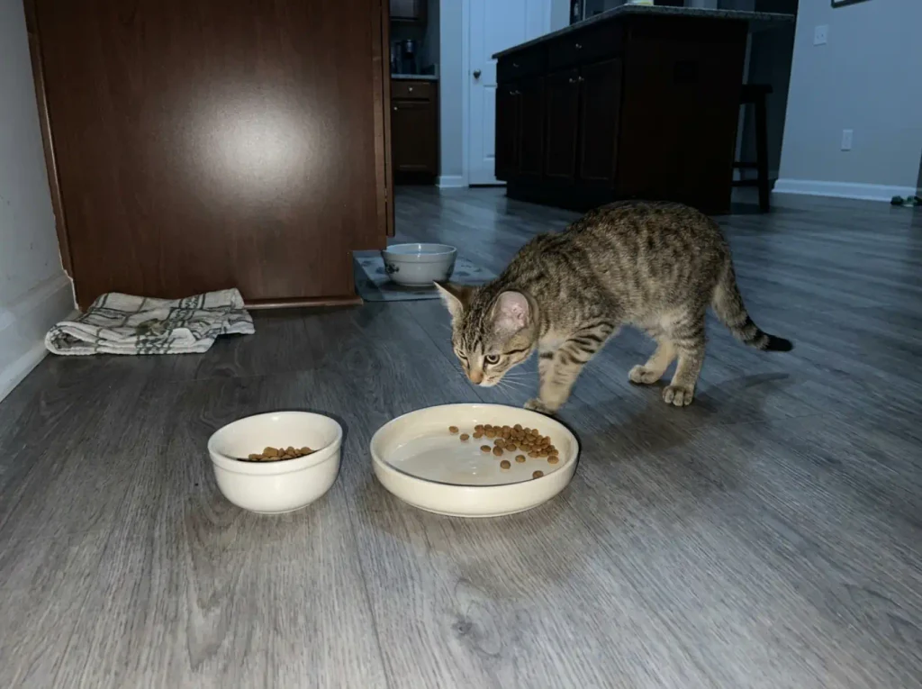 Two cat dishes set side by side on a kitchen floor, one deep and one wide and shallow