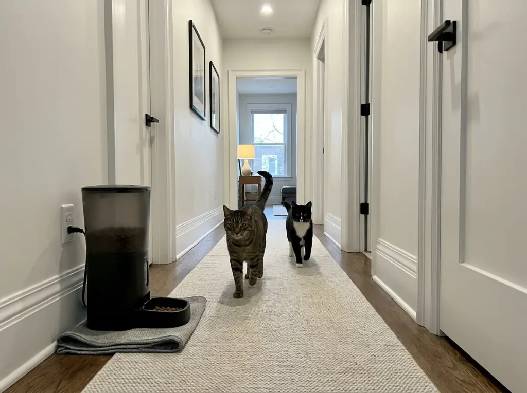 Automatic cat feeder moved to a dry hallway corner with two cats approaching it