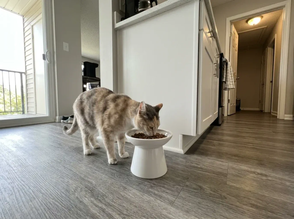 Elevated shallow ceramic cat bowl moved out from the wall into an open kitchen corner