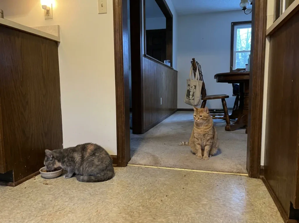 One cat eats at a bowl while a second cat watches from a doorway several steps away
