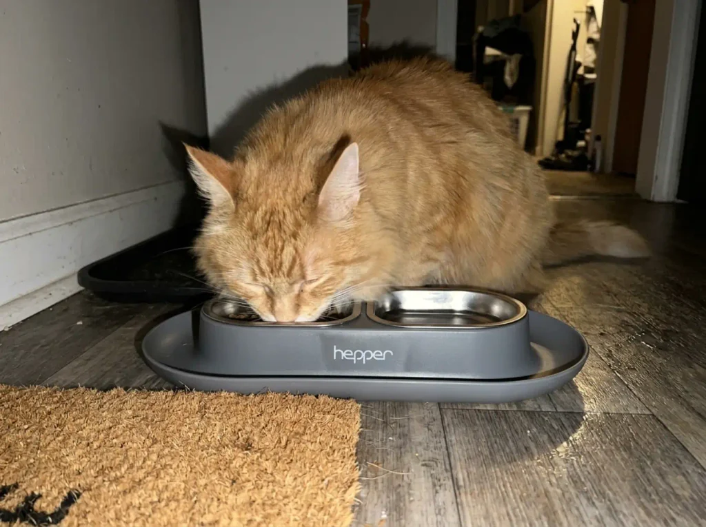 Large cat leaning hard into a weighted elevated double cat bowl on a kitchen floor