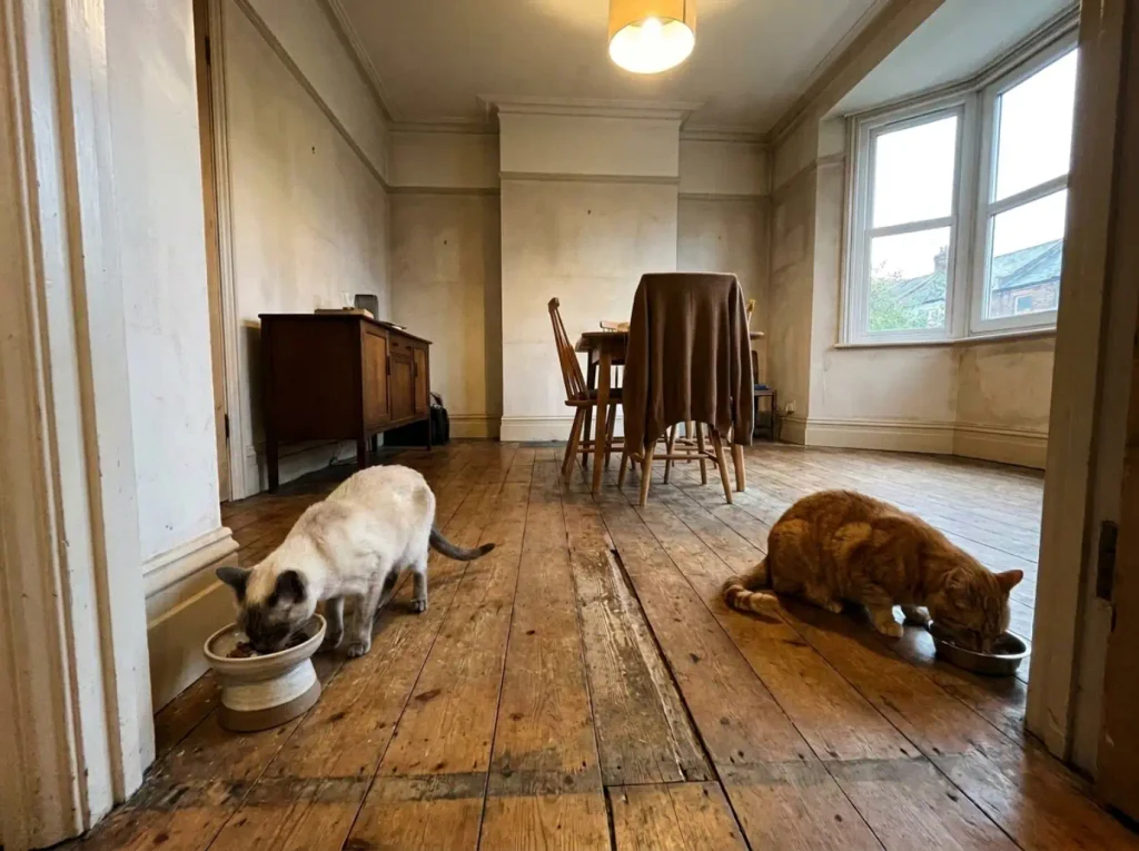 Two cats eating from separate bowls at different heights across a dining room