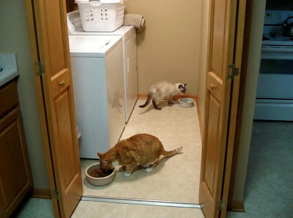 Two cats at two food bowls placed far apart in a laundry alcove to test for bowl bullying