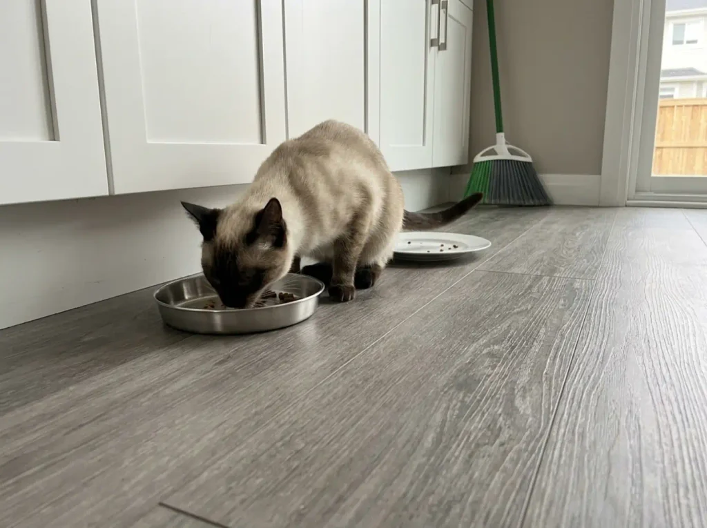 A cream point Siamese cat eating from a shallow stainless steel dish on a kitchen floor
