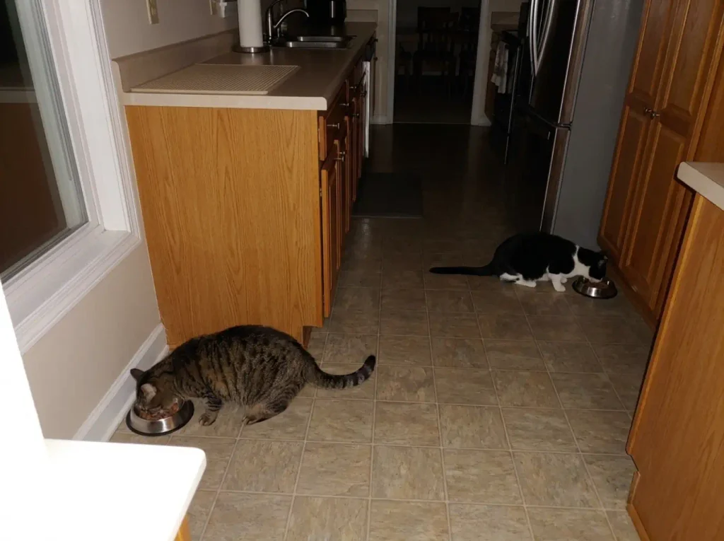Two shallow cat bowls placed apart in a kitchen with two cats eating separately